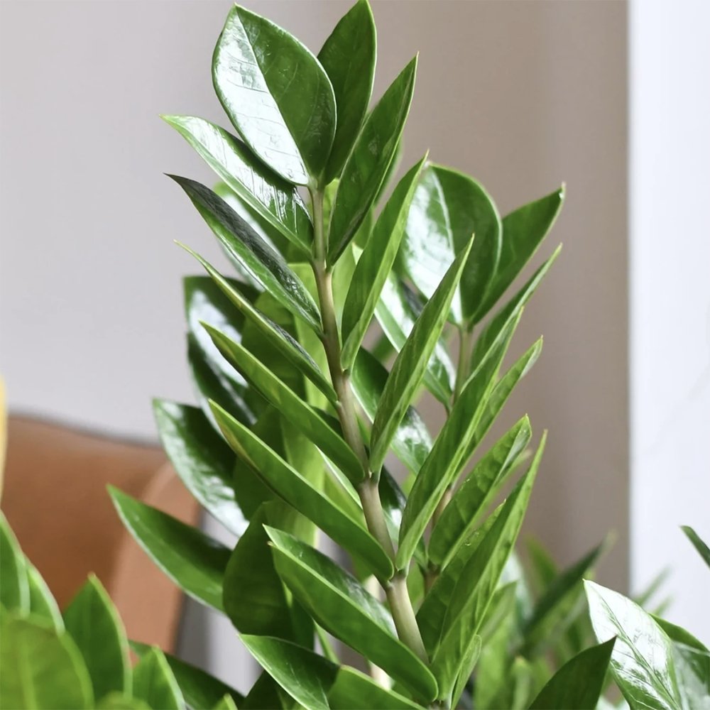 Planta ZZ (Zamioculcas zamiifolia) - 100 cm