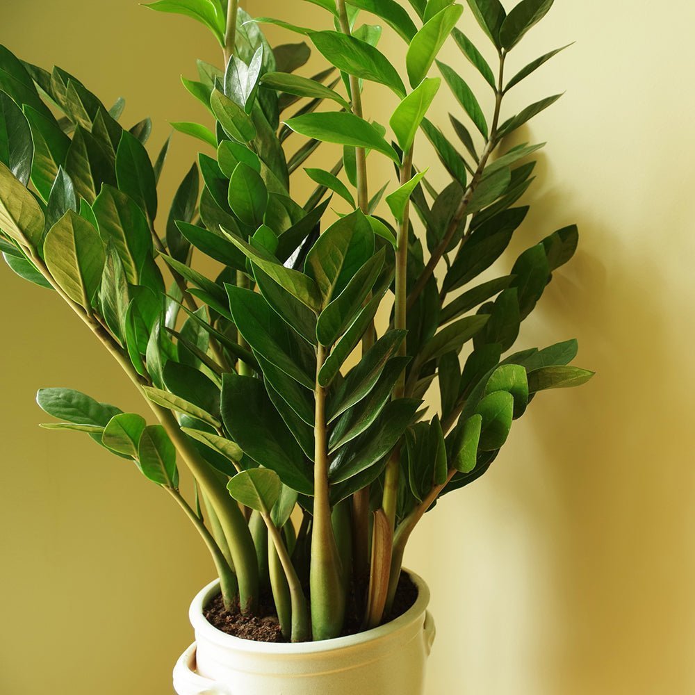 Planta ZZ (Zamioculcas zamiifolia) - 100 cm