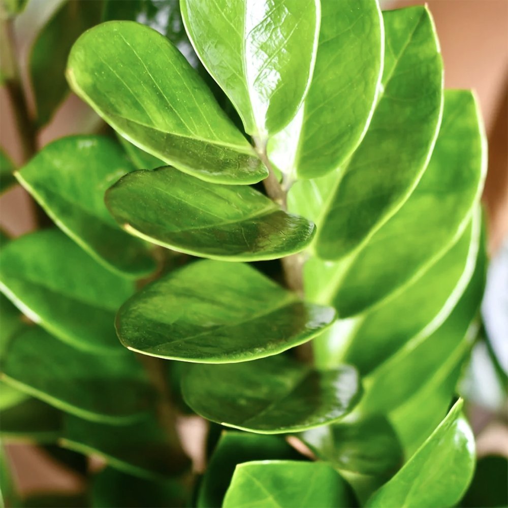 Planta ZZ (Zamioculcas zamiifolia) - 100 cm