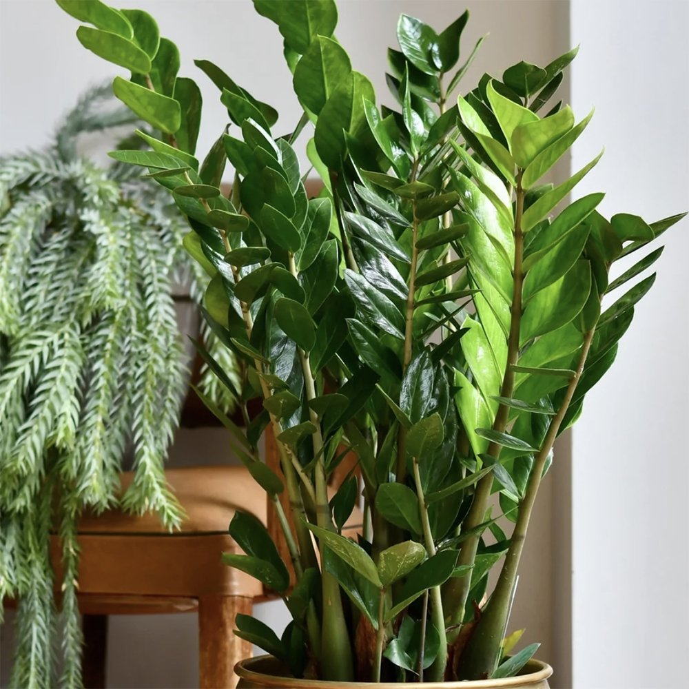 Planta Zz (Zamioculcas Zamiifolia) - 115 cm, foarte bogata in ramuri