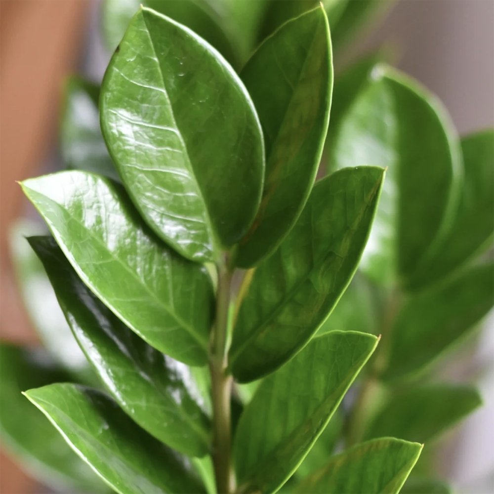 Planta Zz (Zamioculcas Zamiifolia) - 70 cm