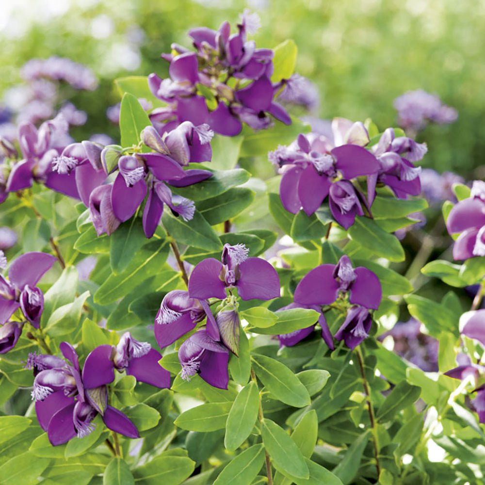 Polygala Myrtifolia, cu flori roz-violet