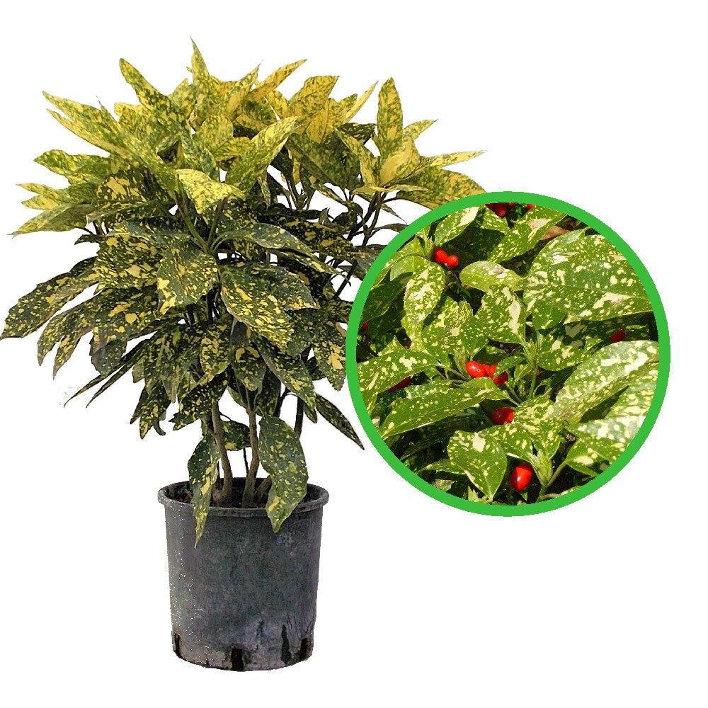Pom de Aur Japonez Aucuba Variegata, planta decorativa de apartament cu frunze verzi patate galben