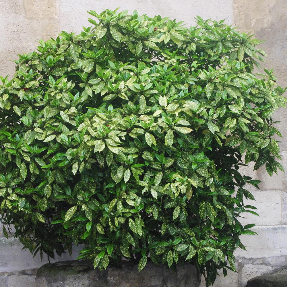 Pom de Aur Japonez Aucuba Variegata