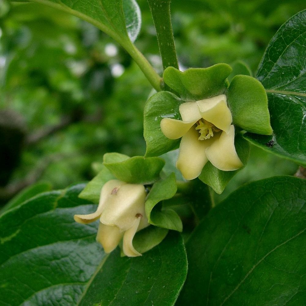 Pom Kaki, Curmal Japonez (Diospyros kaki) - 200-250 cm