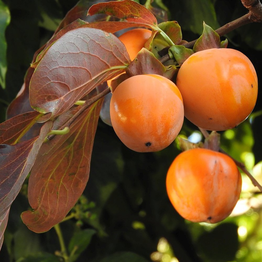 Pom Kaki, Curmal Japonez (Diospyros kaki) - 200-250 cm