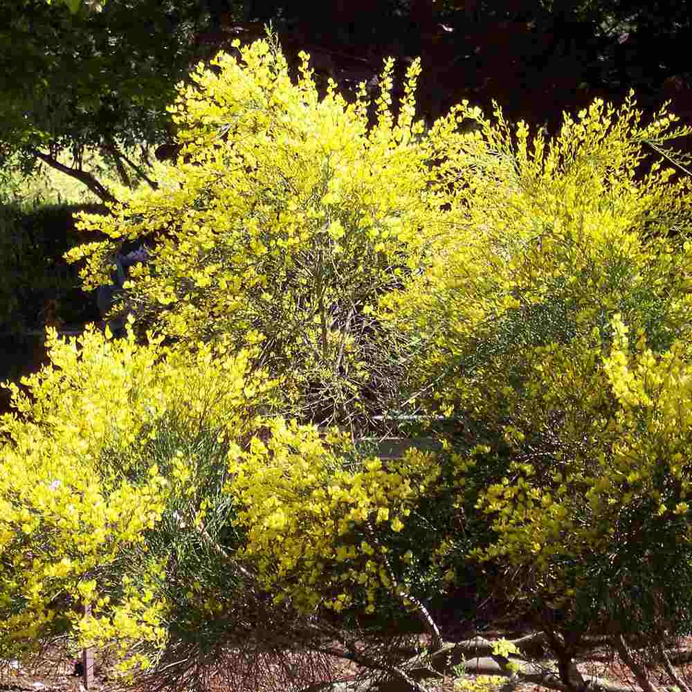Arany seprűzanót 'Allgold' (Cytisus praecox), lombhullató díszcserje intenzív sárga virágokkal, korai virágzású, szárazságtűrő