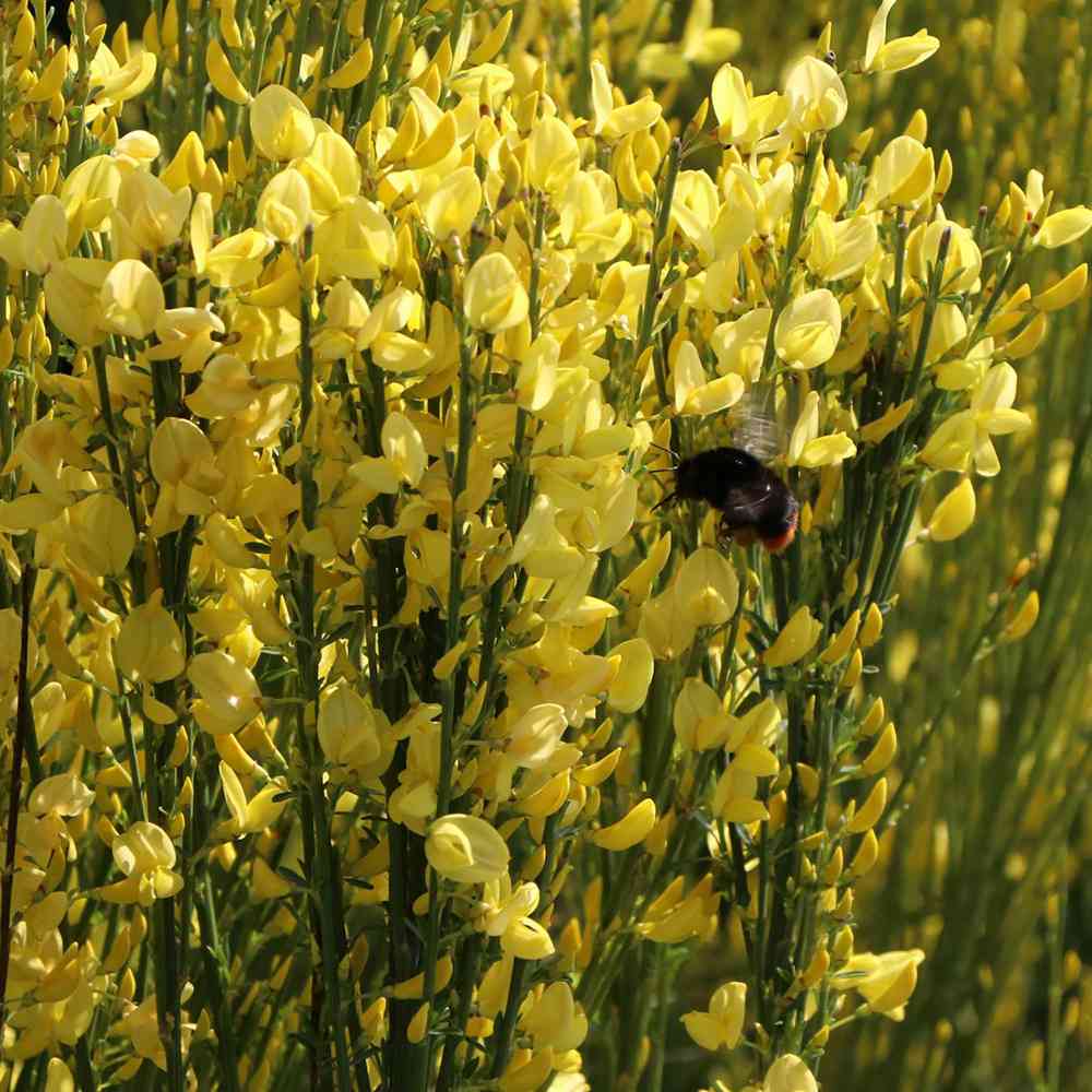 Arany seprűzanót 'Allgold' (Cytisus praecox), lombhullató díszcserje intenzív sárga virágokkal, korai virágzású, szárazságtűrő