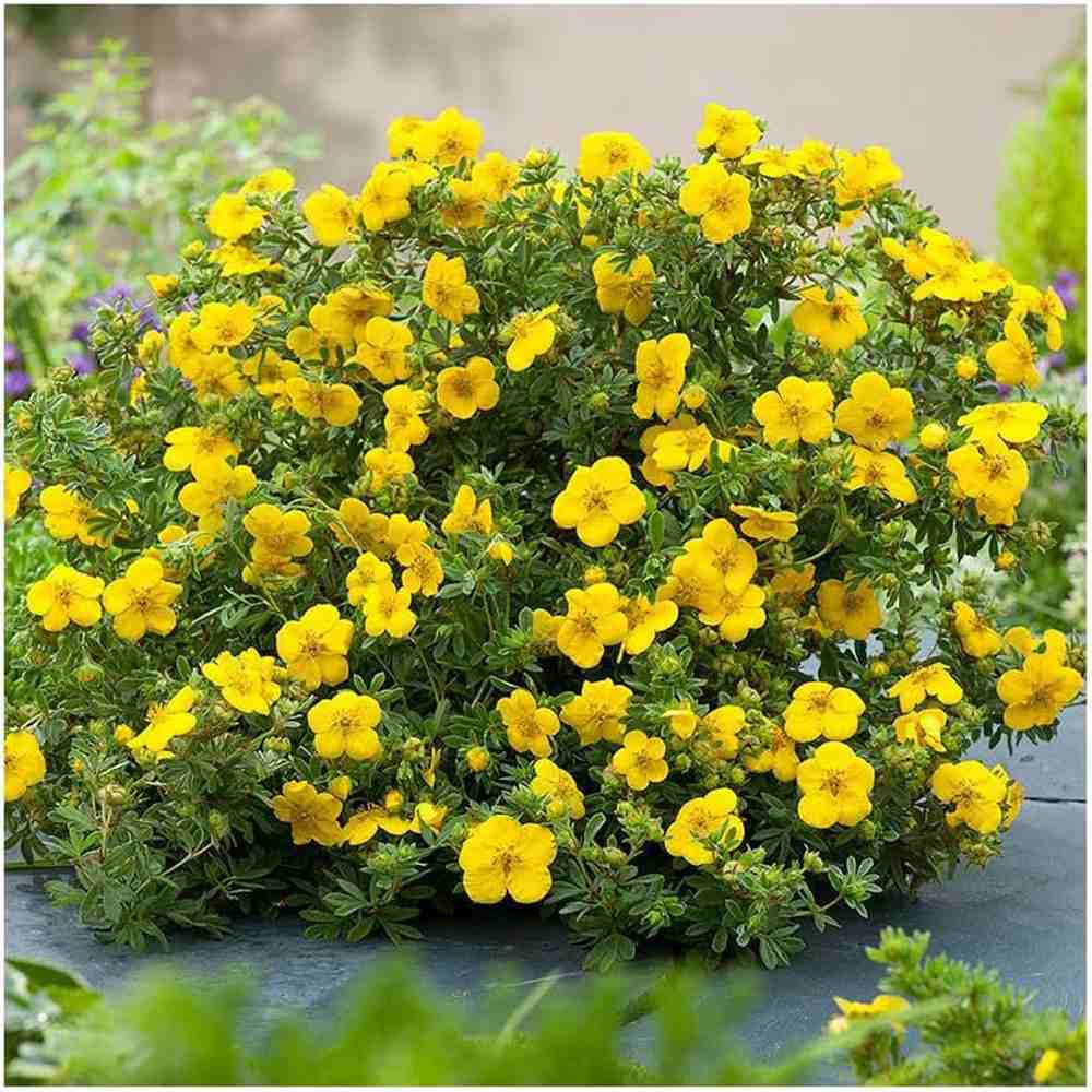 Coada Racului (Potentilla) Goldstar, arbust decorativ cu flori galben, inflorire lunga, forma globulara naturala
