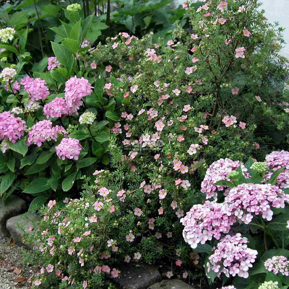 Coada Racului (Potentilla) Lovely Pink, arbust decorativ cu flori roz-pal, inflorire lunga, forma globulara naturala