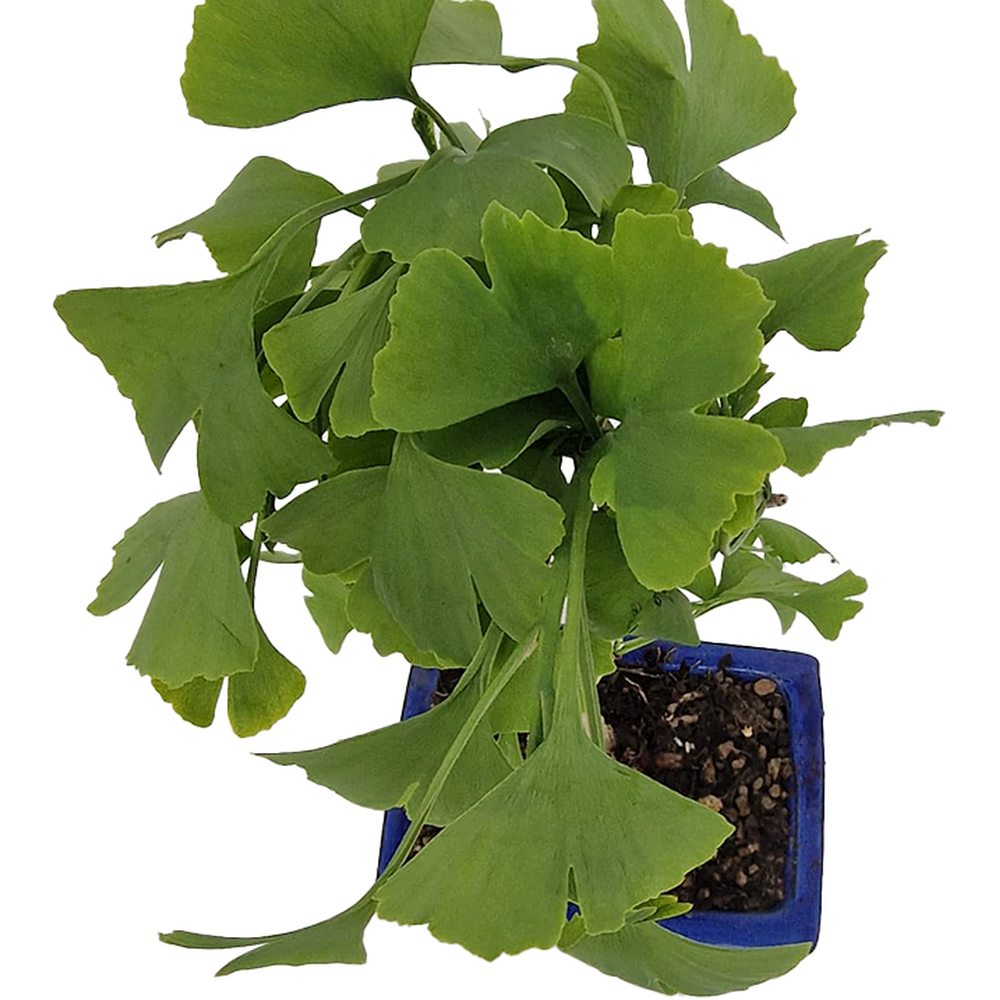 Ginkgo biloba bonsai – legyezőlevelű élő fosszília kék lapos cserépben