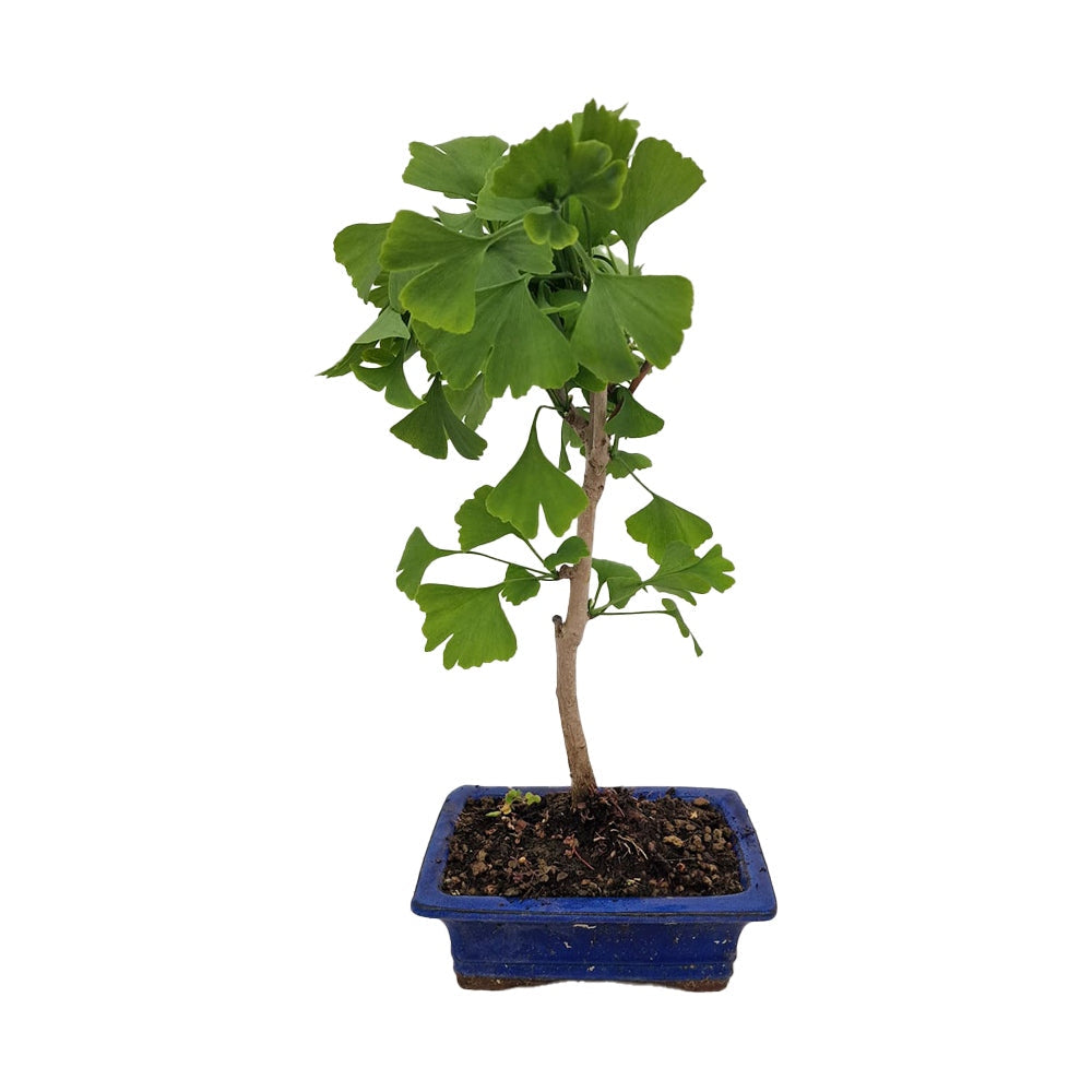 Ginkgo biloba bonsai – legyezőlevelű élő fosszília kék lapos cserépben