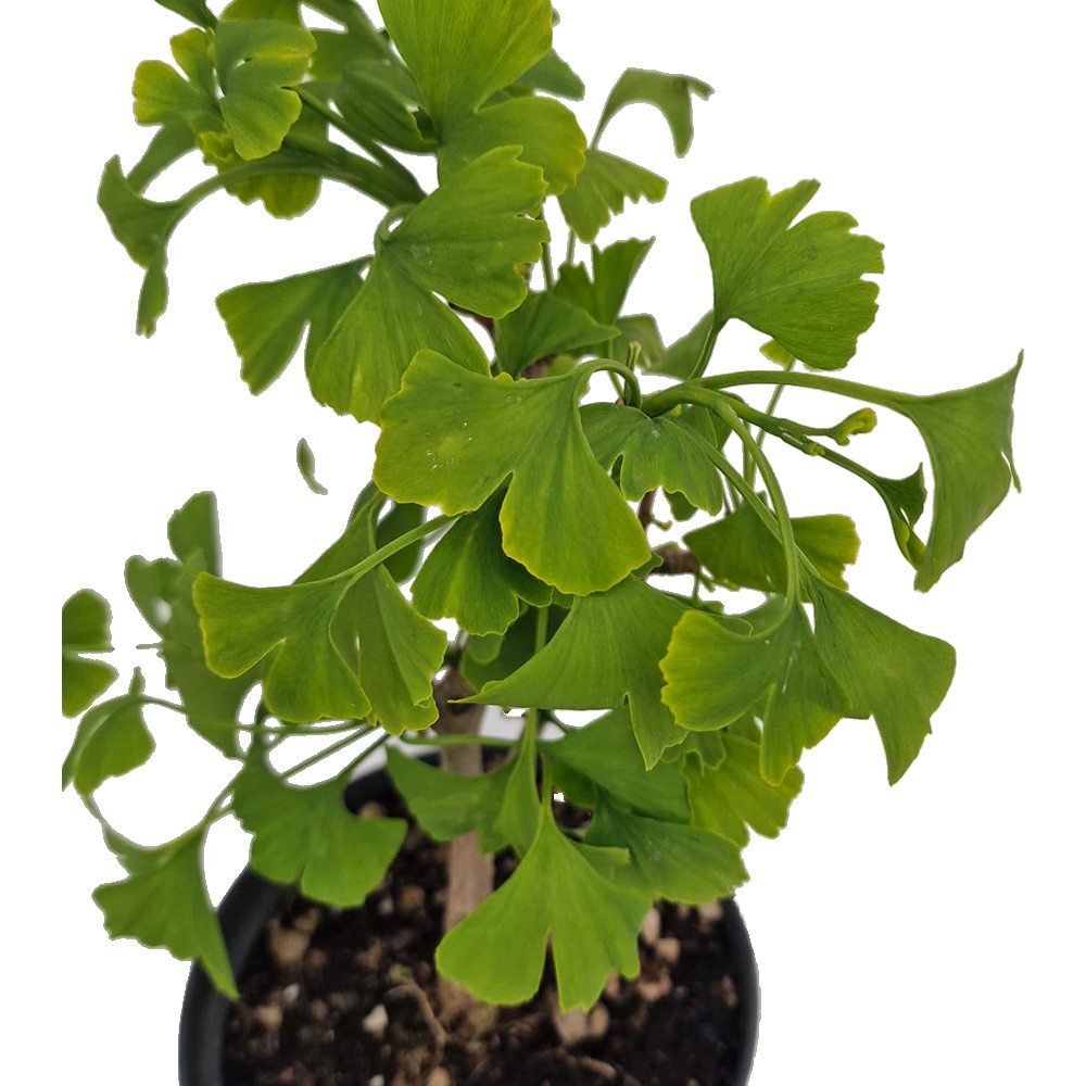 Ginkgo biloba bonsai – egyedi legyezőlevelű élő fosszília szobanövényként