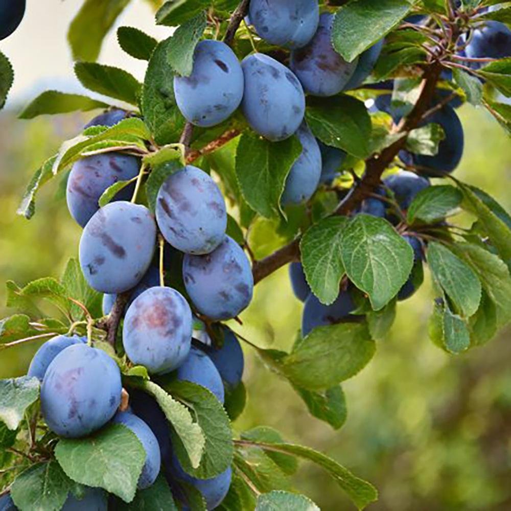Prun Bleue de Belgique (Prunus Domestica), cu fructe dulci violet-inchis