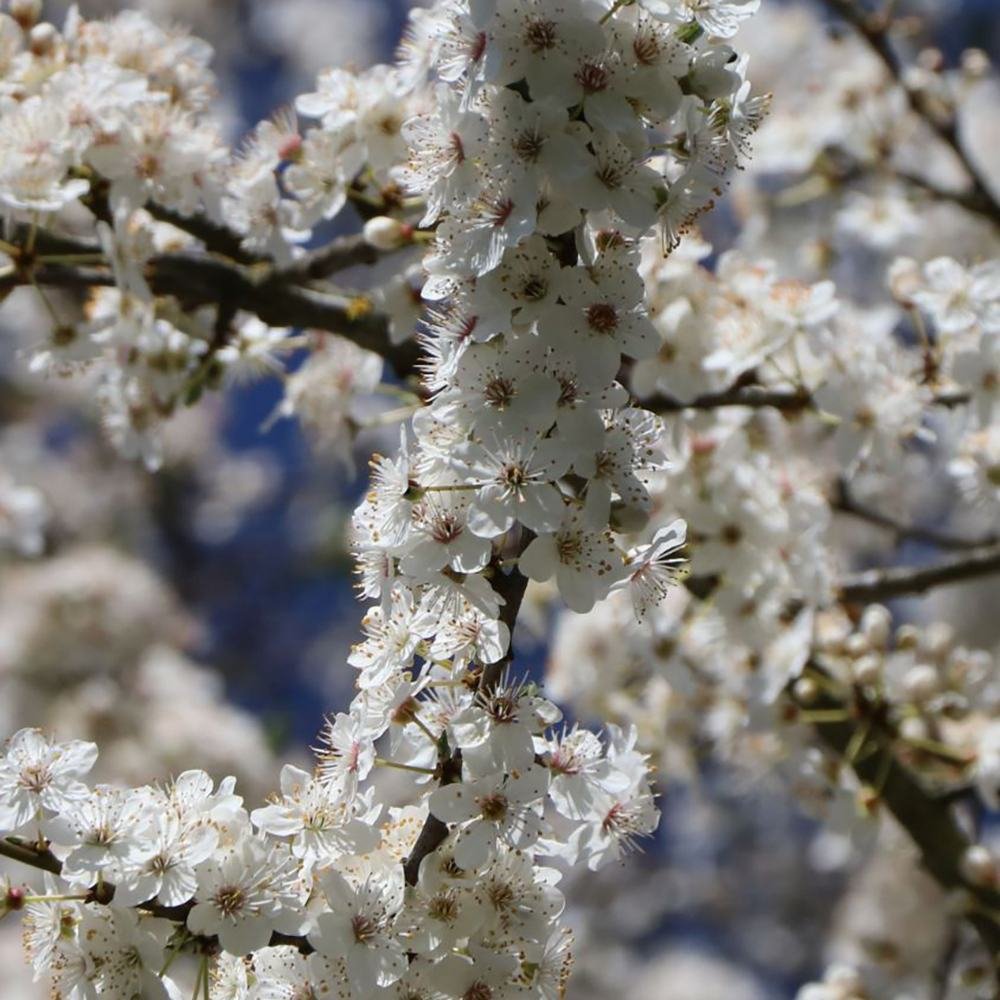 Prun Columnar (Prunus Domestica) Mirabelle Ruby, cu fructe dulci-acrisor rubinii