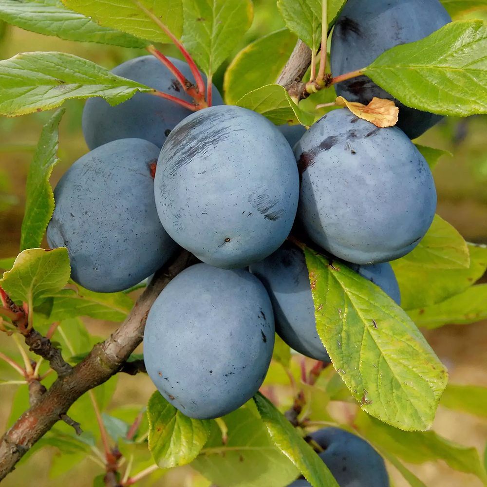 Prun Hauszwetsche (Prunus Domestica), cu fructe dulci, albastre-violet