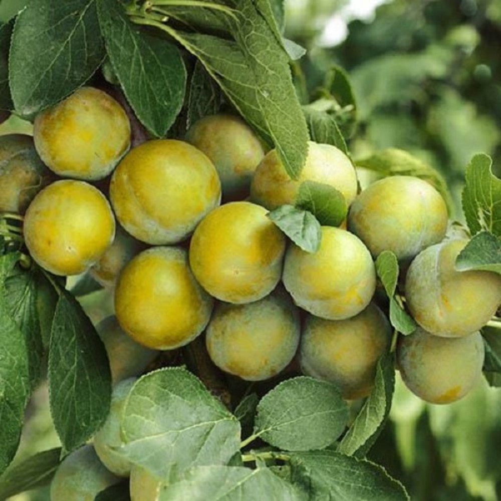 Prun Ontario (Prunus Domestica), cu fructe dulci galben-verzui