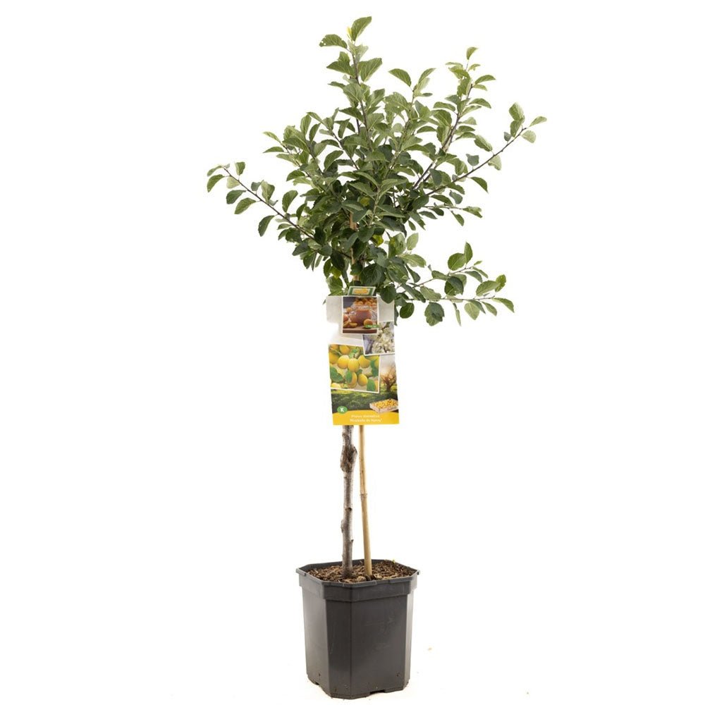 Prun (Prunus Domestica) Mirabelle de Nancy, cu fructe dulci galbene