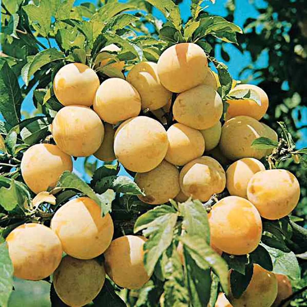 Prun Reine Claude d'Oullins (Prunus Domestica), cu fructe dulci galbene