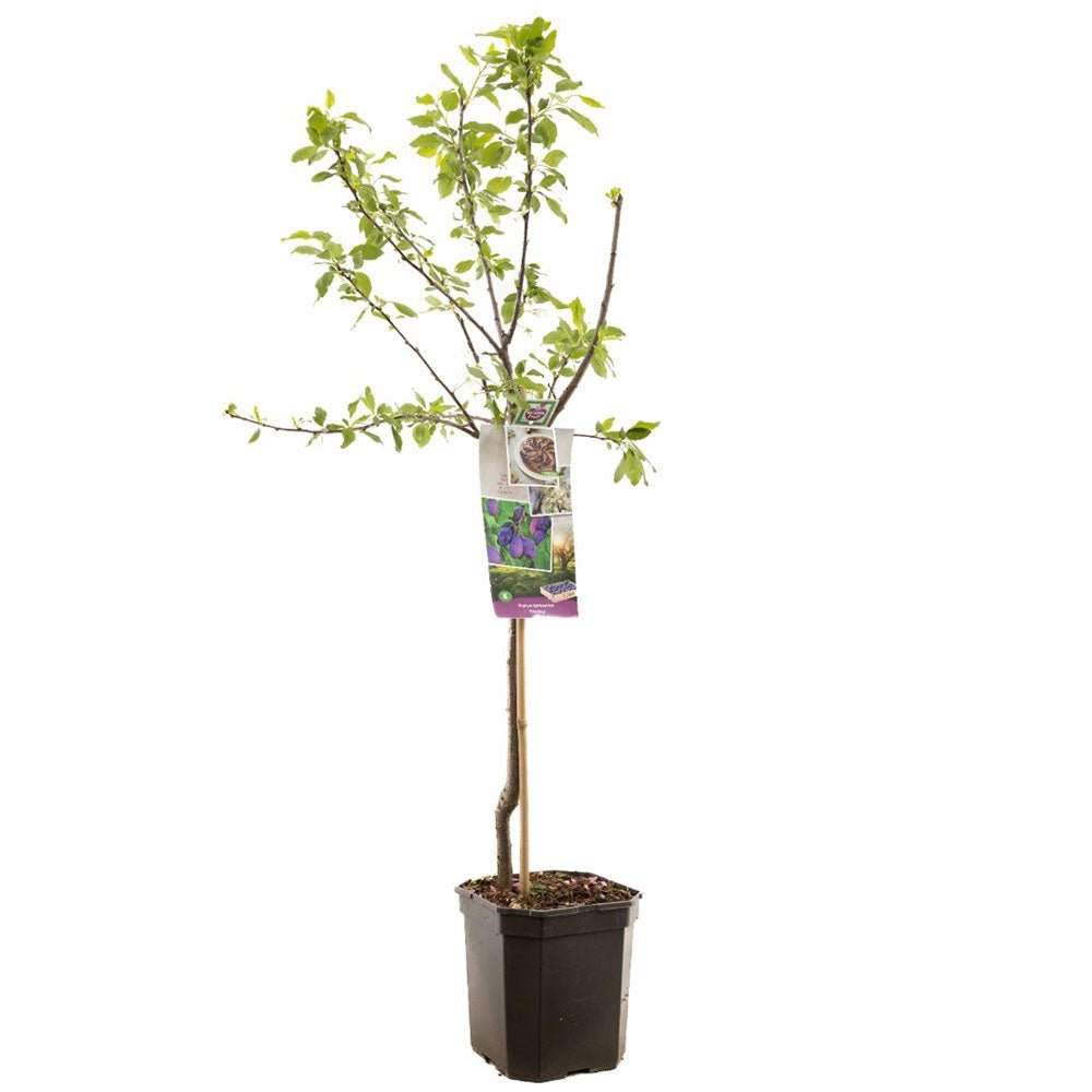 Prun Stanley (Prunus Domestica), cu fructe dulci violet