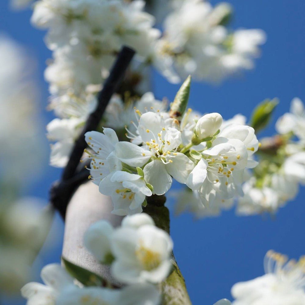 Prun Victoria (Prunus Domestica), cu fructe dulci violet-rosiatice