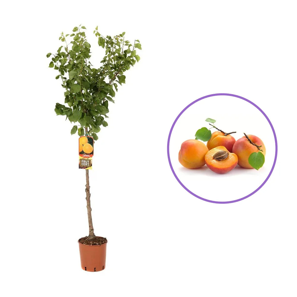Cais (Prunus armeniaca) Precoce Cremonini, cu fructe dulci galbene, an 2 pe rod