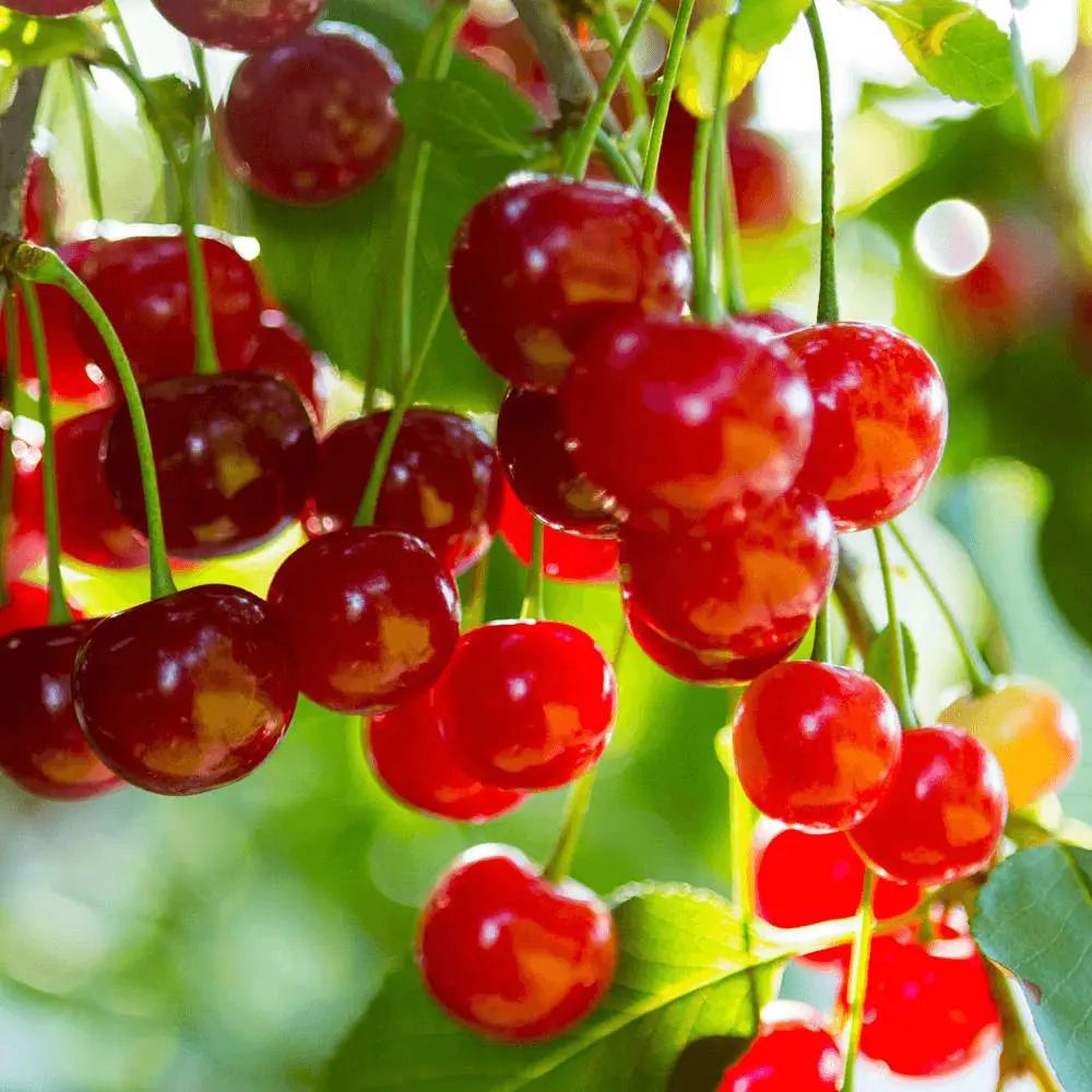 Cires (Prunus Avium) Sunburst cu fructe dulci rosii inchis, an 2 pe rod