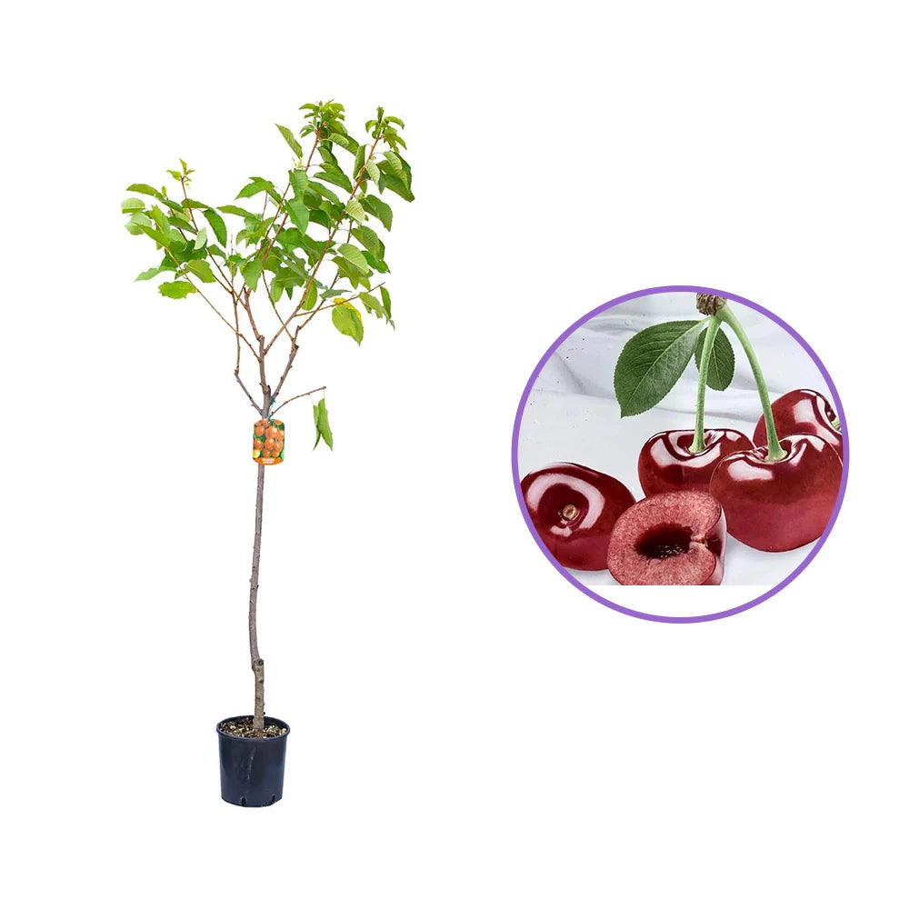 Cires (Prunus Avium) Sunburst cu fructe dulci rosii inchis, an 2 pe rod