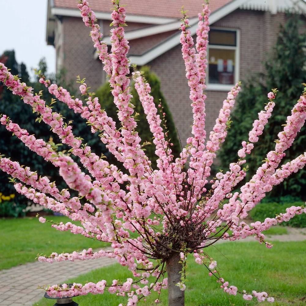 Törpe díszmandula Triloba (Prunus triloba), látványos, telt rózsaszín virágokkal, mérsékelt növekedésű