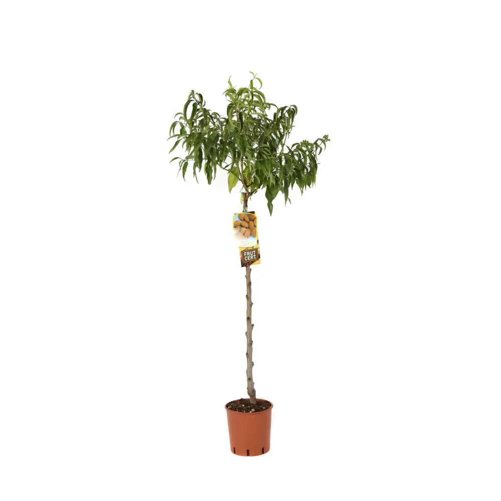 Copacel Migdal Tuono (Prunus amygdalus), cu migdale dulci crocanti, an 2 pe rod