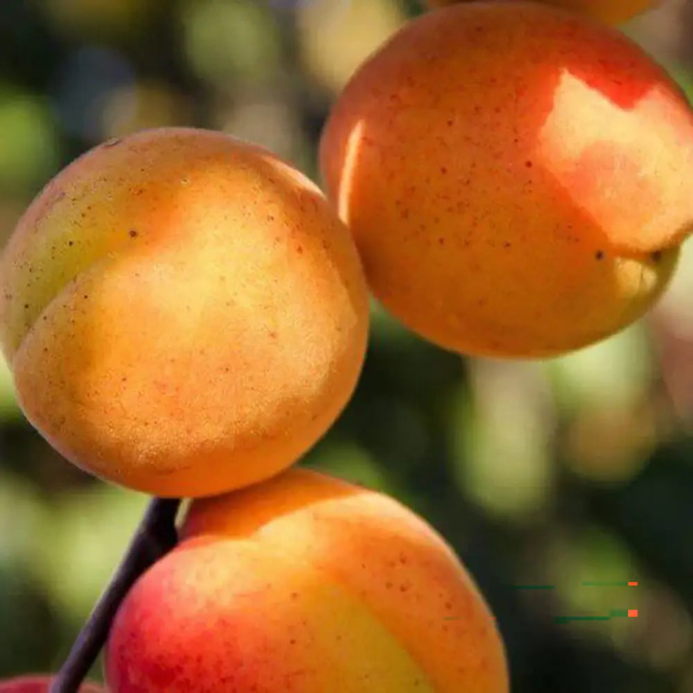 Cais (Prunus armeniaca) Reale D'Imola, cu fructe dulci galbene-aurii, an 2 pe rod
