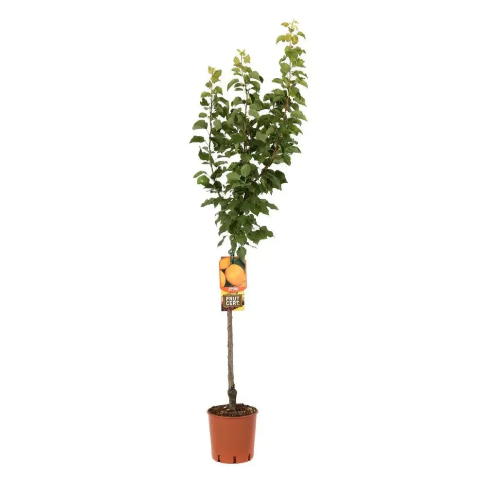 Cais (Prunus armeniaca) Reale D'Imola, cu fructe dulci galbene-aurii, an 2 pe rod