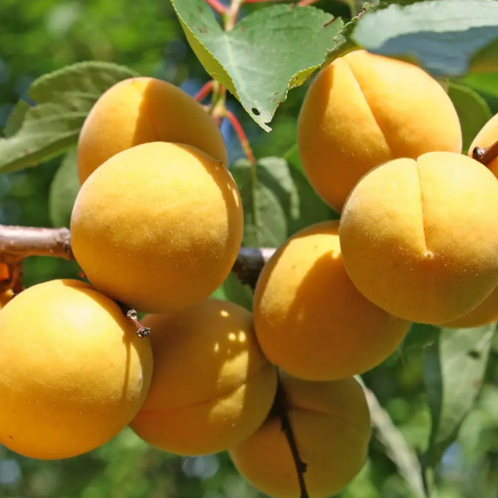 Cais (Prunus armeniaca) Vitillo, cu fructe dulci portocalii, an 2 pe rod