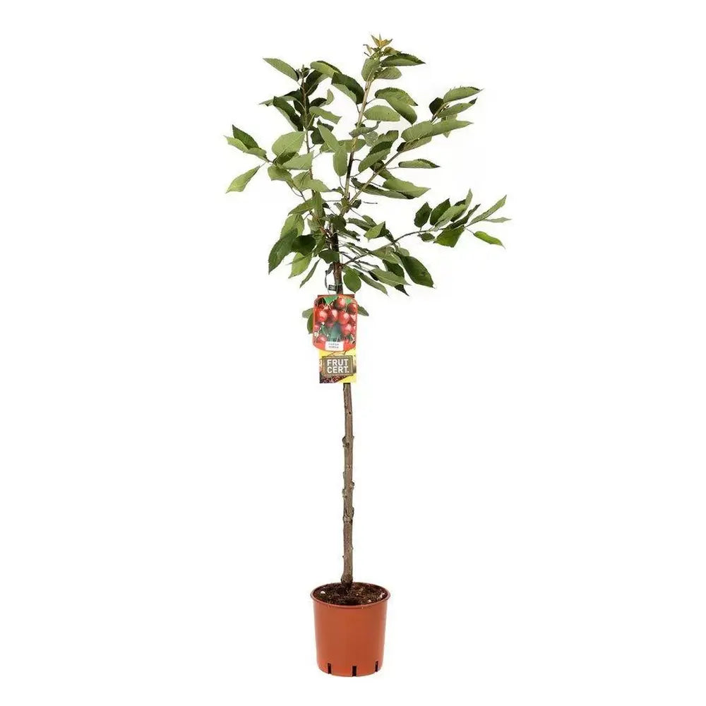 Cires (Prunus Avium) Canada Giant cu fructe dulci rosii-mov, an 2 pe rod