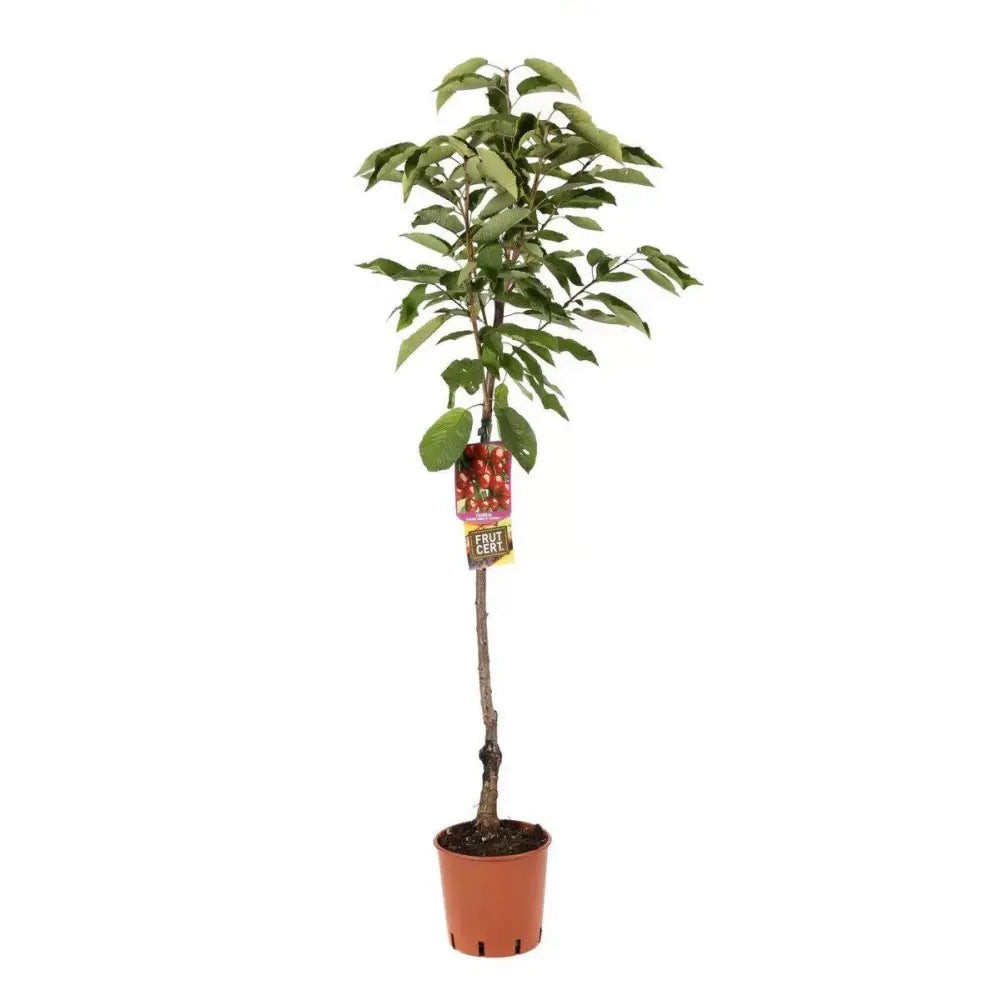 Cires (Prunus Avium) Durone Di Cenesa cu fructe dulci rosii-negre, an 2 pe rod (