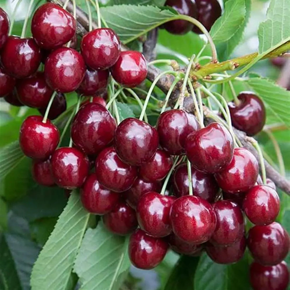 Cires (Prunus Avium) Ferrovia cu fructe dulci rosii-aprinse, an 2 pe rod
