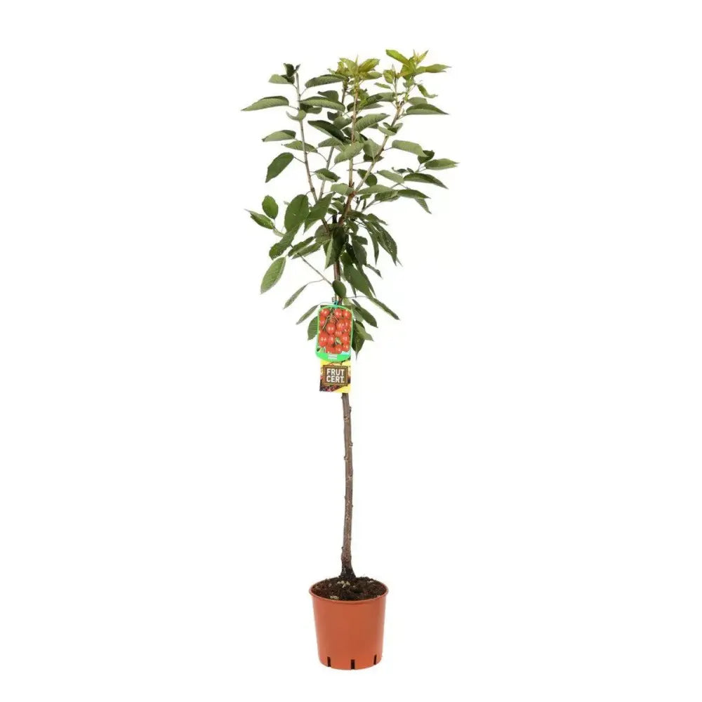 Cires (Prunus Avium) Ferrovia cu fructe dulci rosii-aprinse, an 2 pe rod
