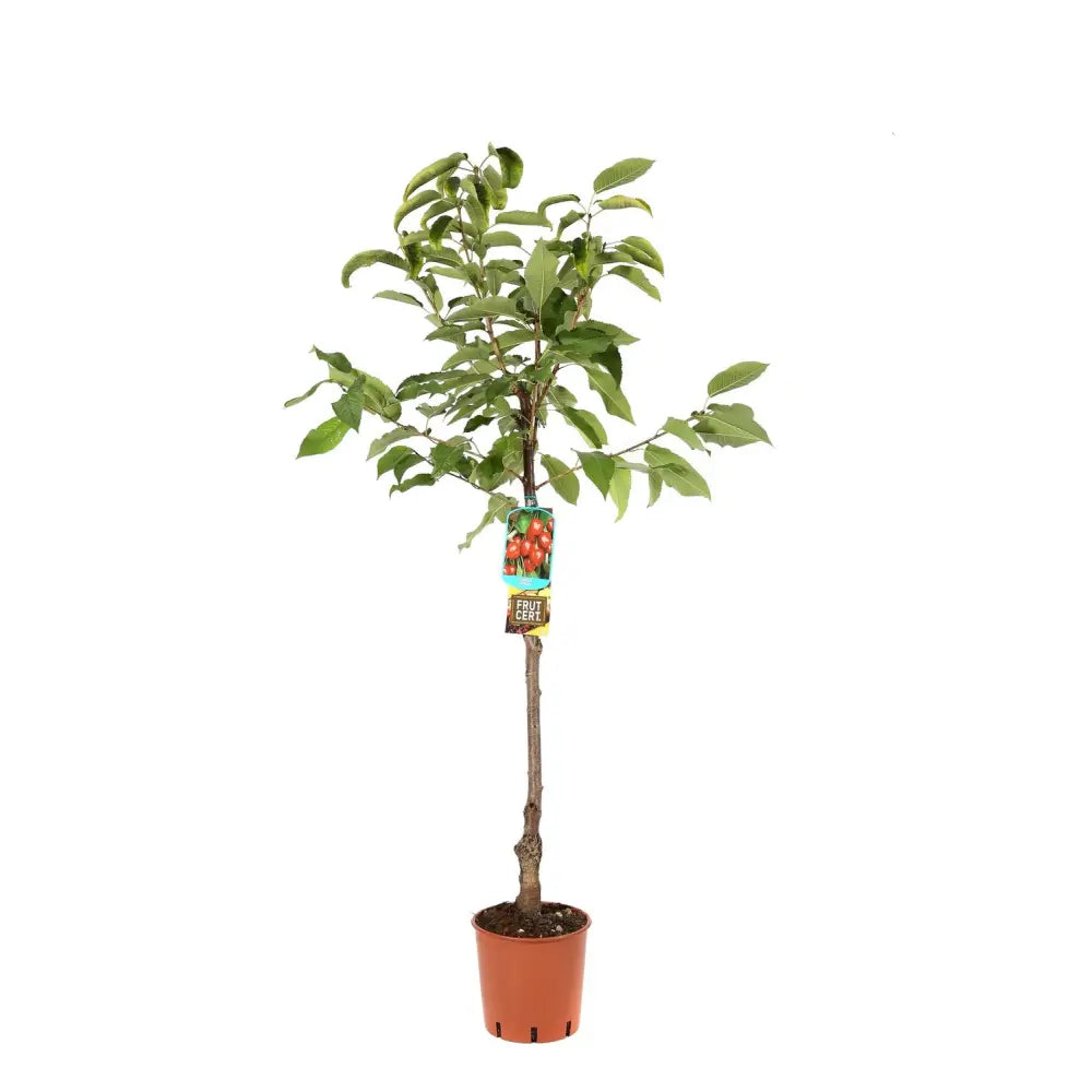 Cires (Prunus Avium) Giorgia cu fructe dulci rosii-aprinse, an 2 pe rod