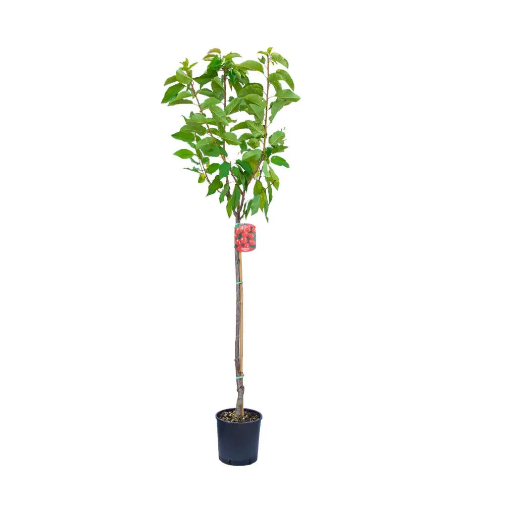 Cires (Prunus Avium) Grossa Di Pistoia cu fructe dulci rosii inchis, an 2 pe rod