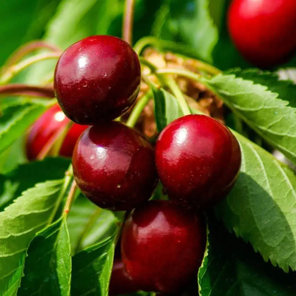 Cires (Prunus Avium) Grossa Di Pistoia cu fructe dulci rosii inchis, an 2 pe rod