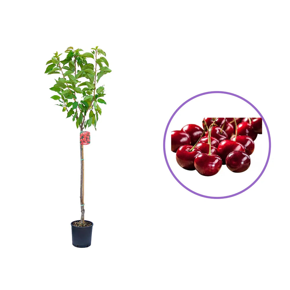 Cires (Prunus Avium) Grossa Di Pistoia cu fructe dulci rosii inchis, an 2 pe rod