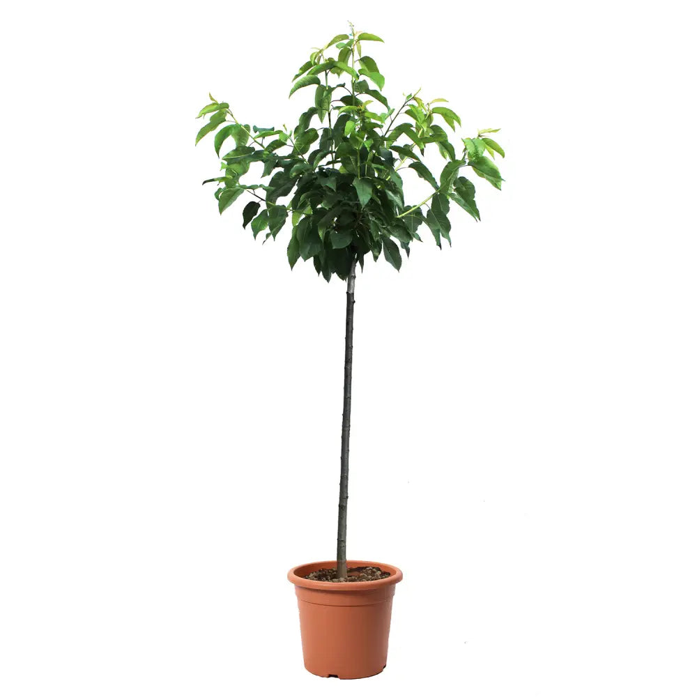 Cires (Prunus Avium) Imperiale Gialla cu fructe dulci galbene, an 2 pe rod