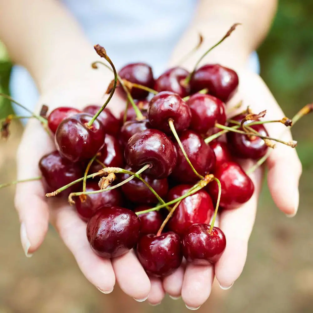 Cires (Prunus Avium) Marasca cu fructe dulci rosii inchis, an 2 pe rod