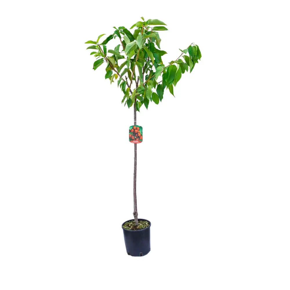 Cires (Prunus Avium) Mora Di Vignola cu fructe dulci negre, an 2 pe rod