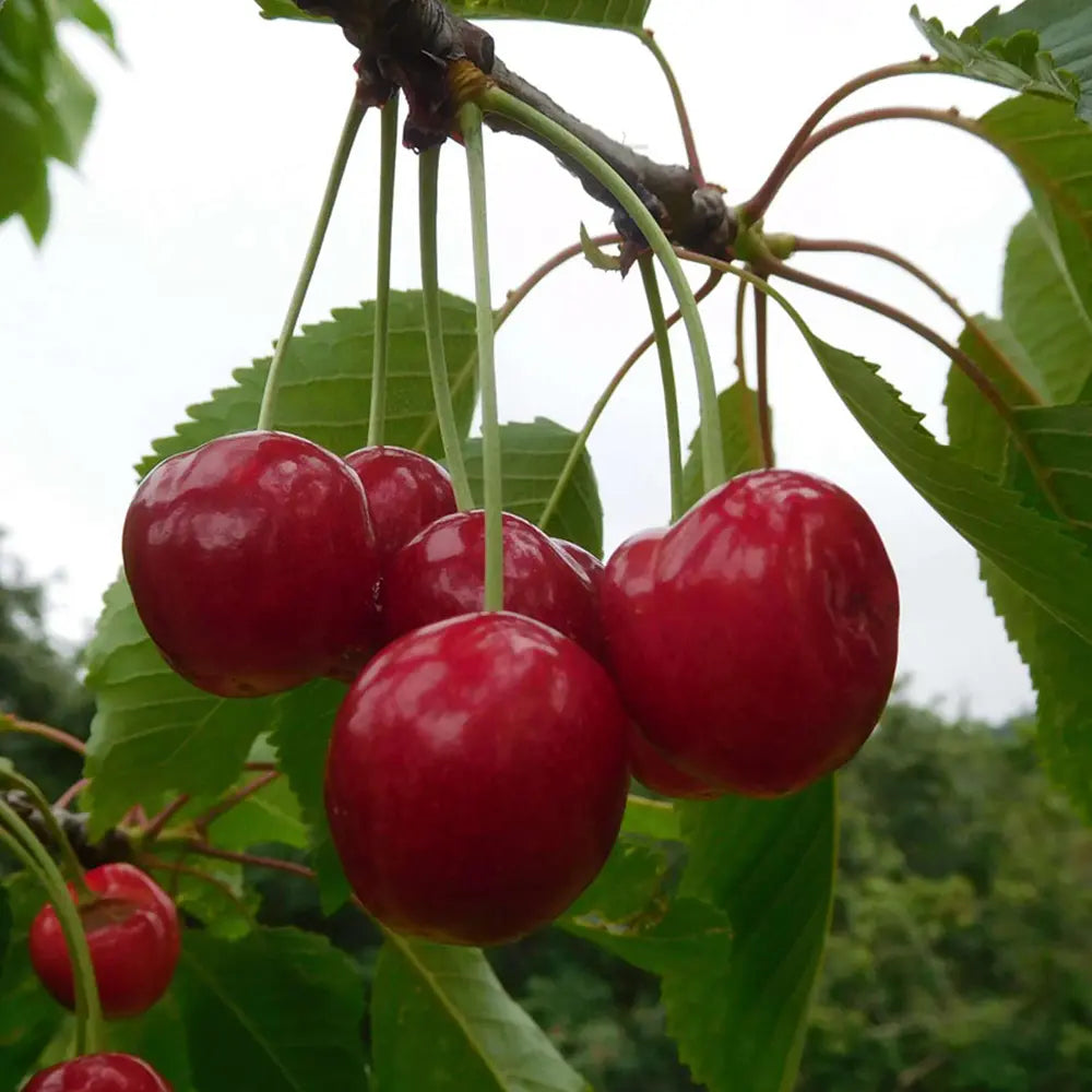 Cires (Prunus Avium) Mora Di Vignola cu fructe dulci negre, an 2 pe rod