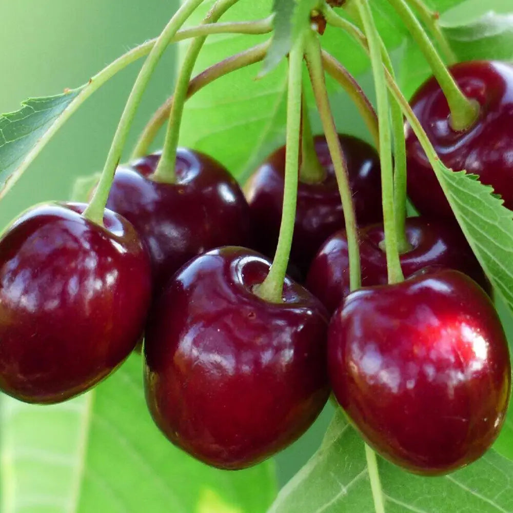 Cires (Prunus Avium) Mora Di Vignola cu fructe dulci negre, an 2 pe rod