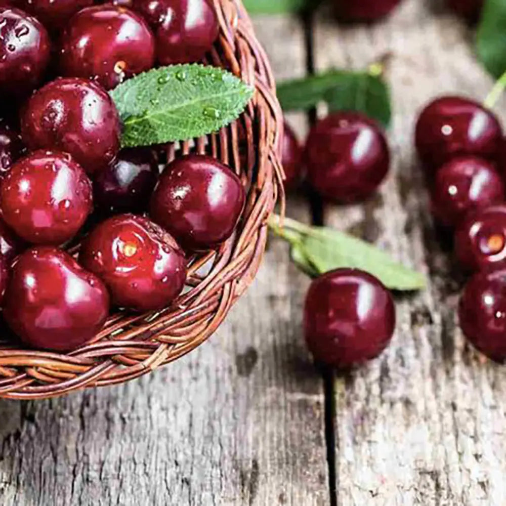 Cires (Prunus Avium) Mora Di Vignola cu fructe dulci negre, an 2 pe rod