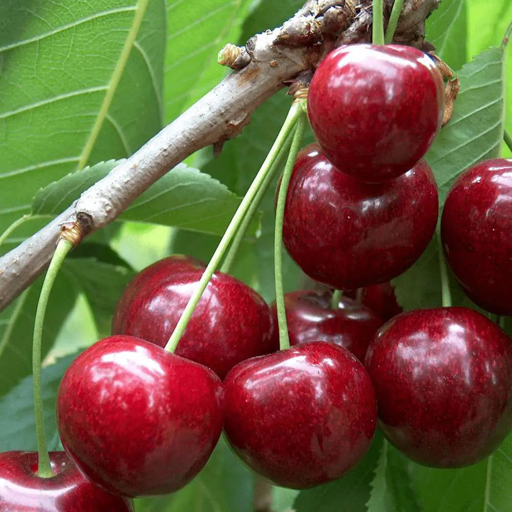 Cires (Prunus Avium) Sunburst cu fructe dulci rosii inchis, an 2 pe rod
