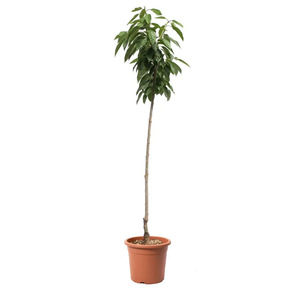 Cires (Prunus Avium) Sweet Heart cu fructe dulci rosii inchis, an 2 pe rod