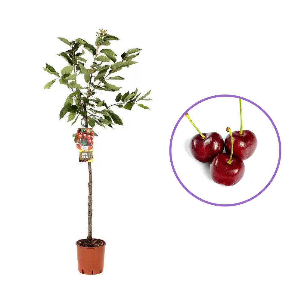 Cires (Prunus Avium) Big Star, cu fructe dulci rosii-inchis, an 2 pe rod